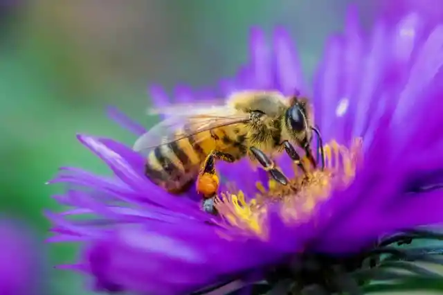 Dit is de reden waarom je een lepel suiker in je tuin moet doen