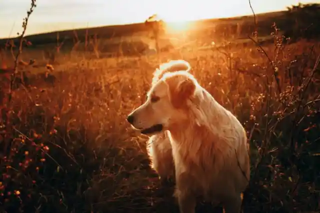 Golden Retriever