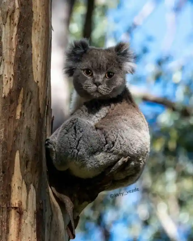 Koala Cat