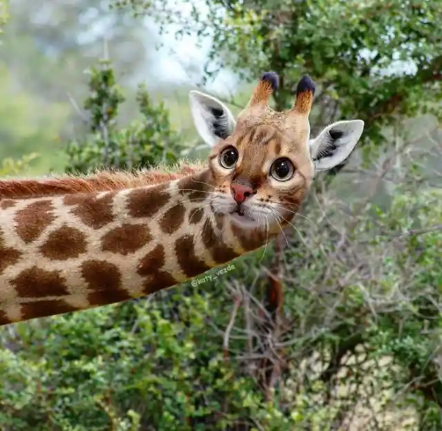 Giraffe Cat