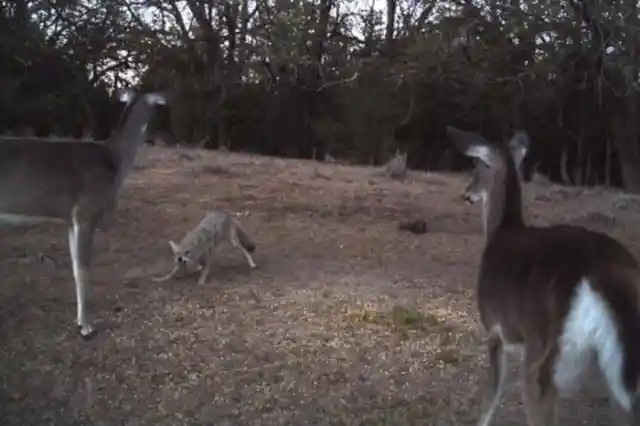 Coyote Versus Deer