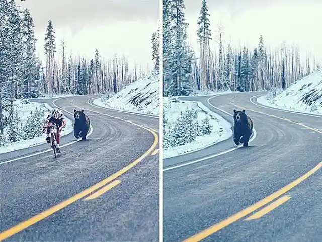 Un Oso Persigue A Un Ciclista