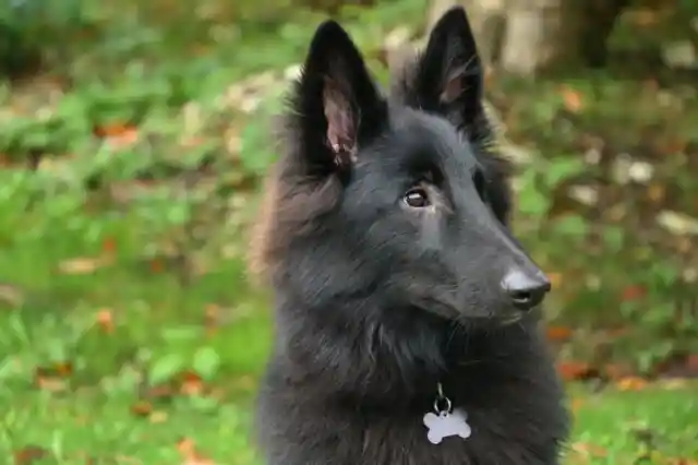 Belgian Tervuren