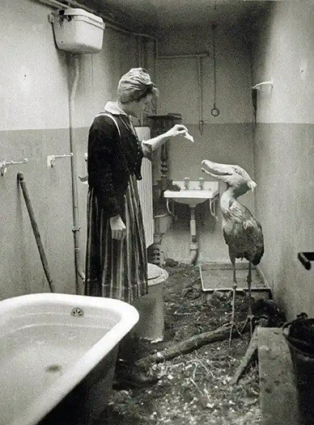 Berlin Zoo Animals, 1945