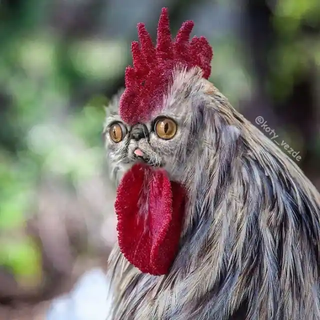 Rooster Cat