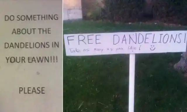 Dandelions Need New Friends