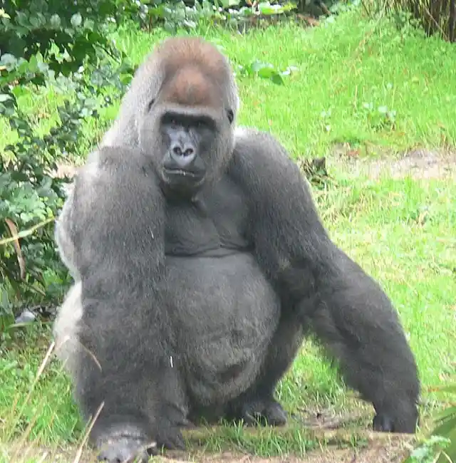 Gorilla Saves Boy From His Pack