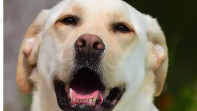 Mom Notices Dog Won’t Leave Trash Bag Alone, Finds Out Neighbor’s Secret