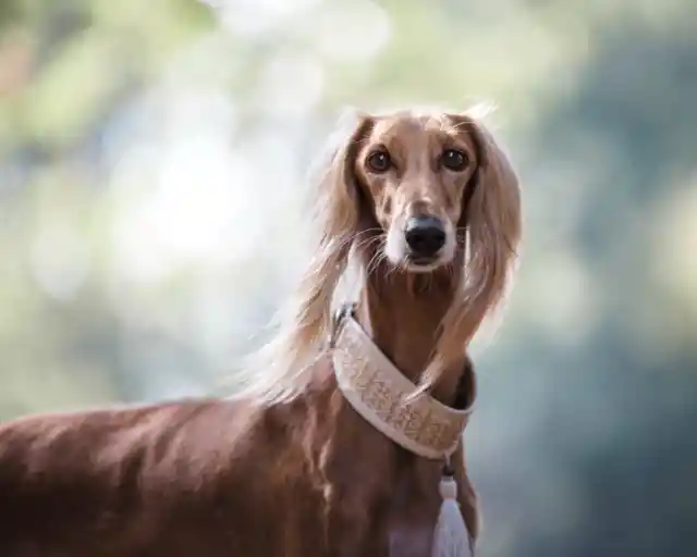 Saluki