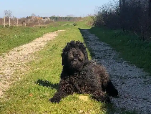 Bergamasco Shepherd