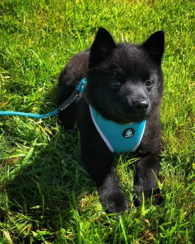 Schipperke