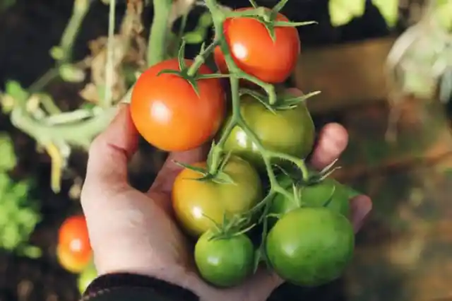 Vegetable Garden From Scraps