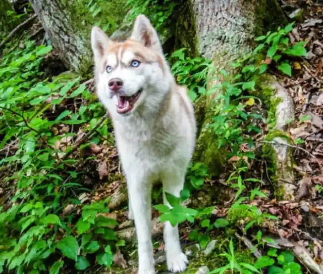 Husky Returns From The Woods Only To Do Something Extraordinary