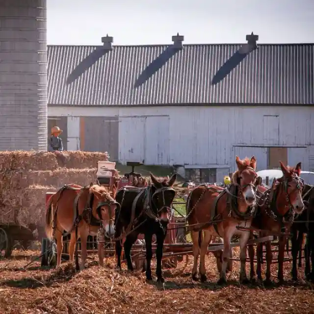 The Religious Blueprint of Amish