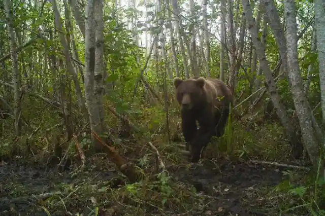 Bear Chasing That Throne Or…