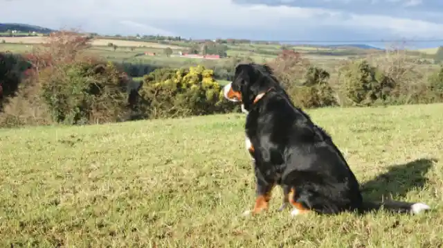 Bernese Mountain Dog