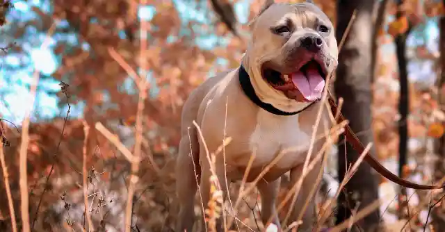 Toddler Goes Missing For 11 Days In The Woods Until Vet Scans Pitbull's Belly