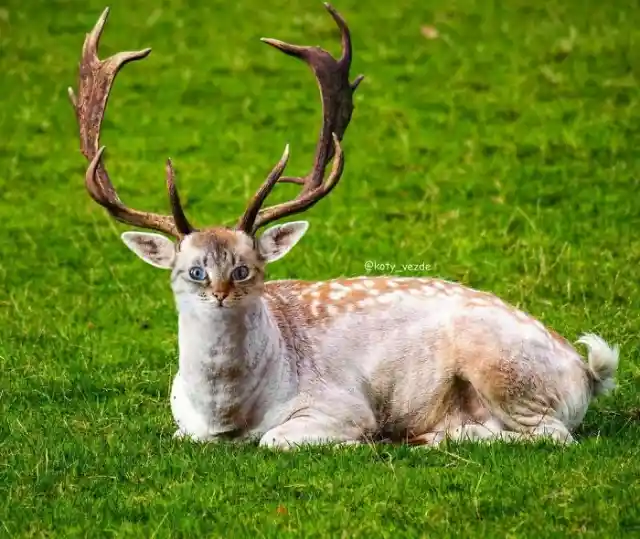 Deer Cat