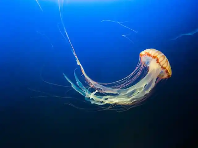 First-Aid Treatment For Jellyfish Stings