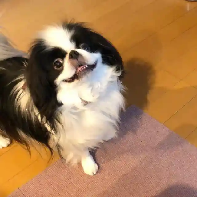 Japanese Chin