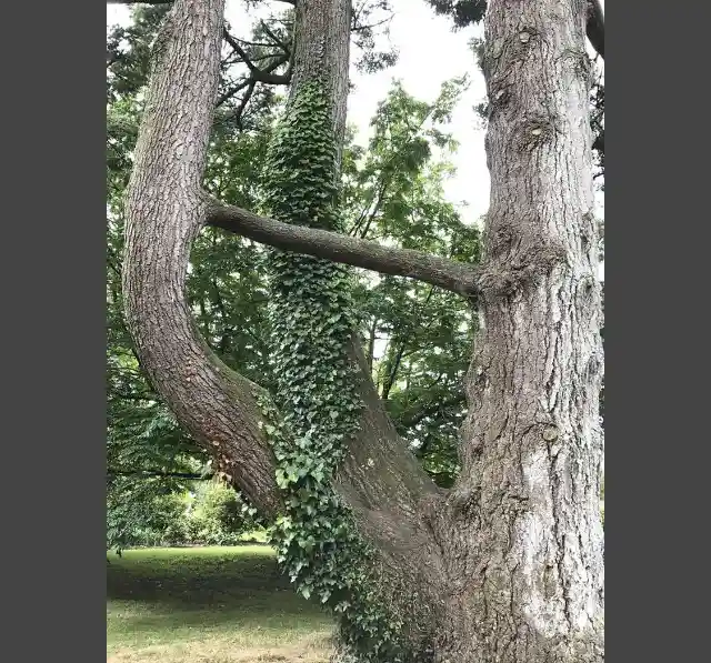 Tree Fusion or Confusion