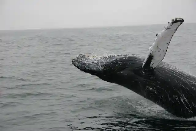 This Diver Had No Idea What This Whale Was Trying To Indicate With Her Unusual Behavior