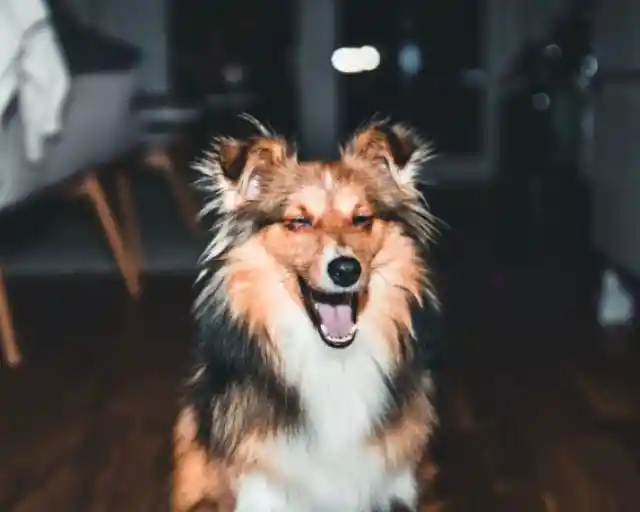 Shetland Sheepdog