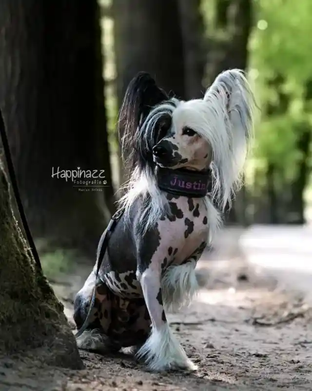 Chinese Crested