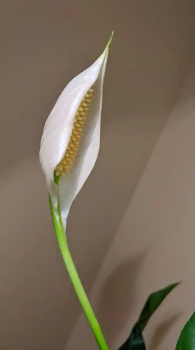 Why Do You Need A Peace Lily Beside You?