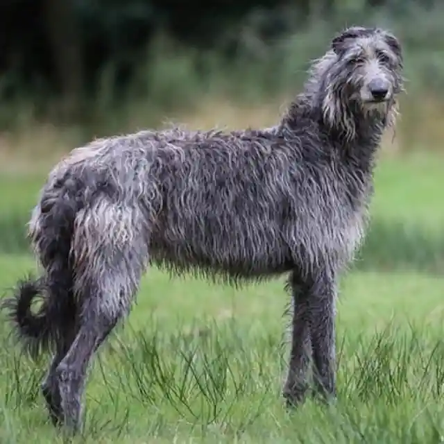 Scottish Deerhound