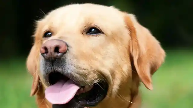 Mom Notices Dog Won’t Leave Trash Bag Alone, Finds Out Neighbor’s Secret