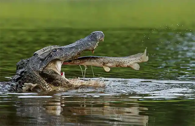 Alligator And Fish