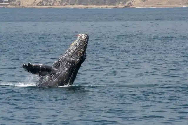 Are Humpbacks Compassionate?