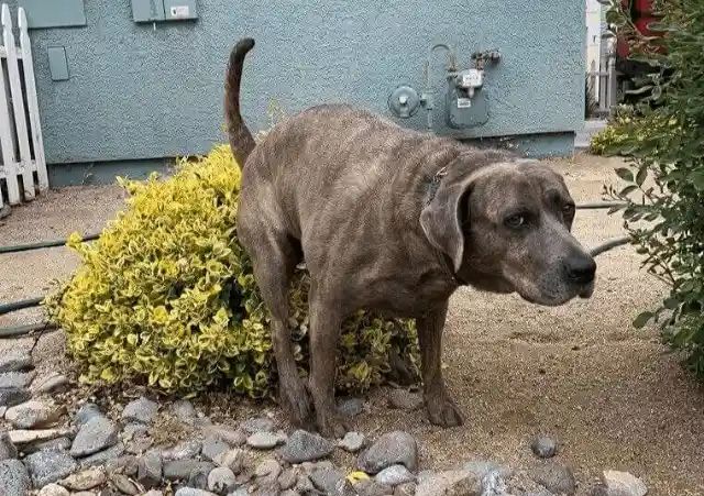 Protect Your Dogs While They're Pooping