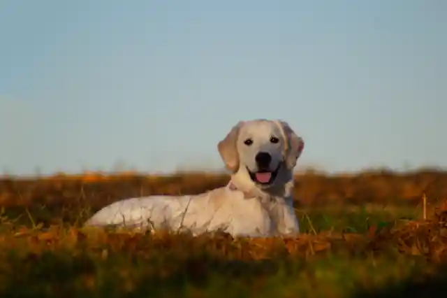 Labrador Retriever