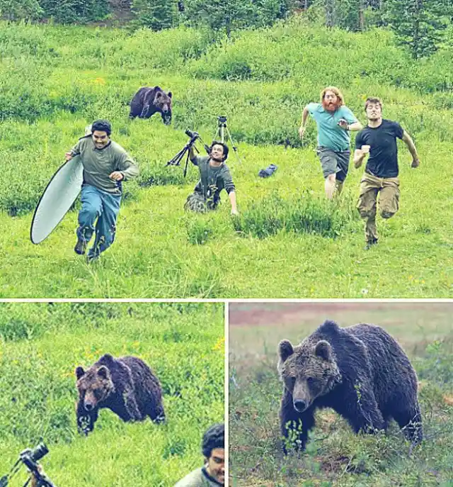 Fotógrafos De National Geographic Perseguidos Por Un Oso