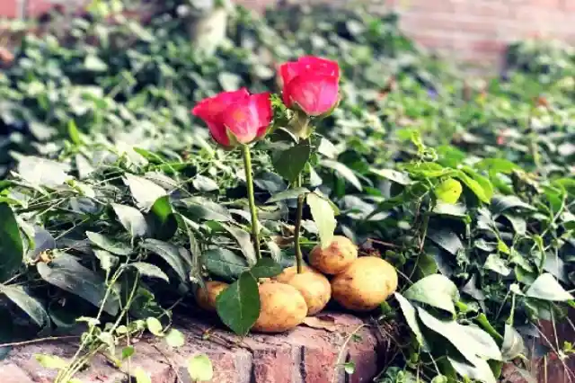 Stick A Rose Stalk In A Potato And You Will Be Amazed By What Happens Next