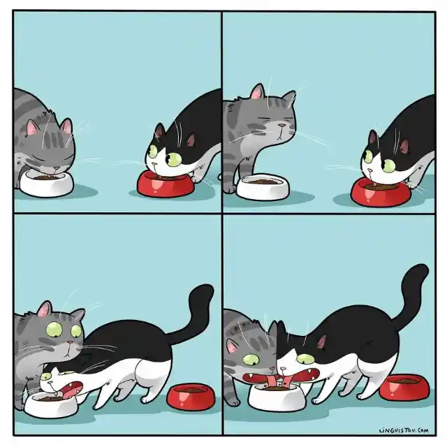 #26 They like other cat’s food better