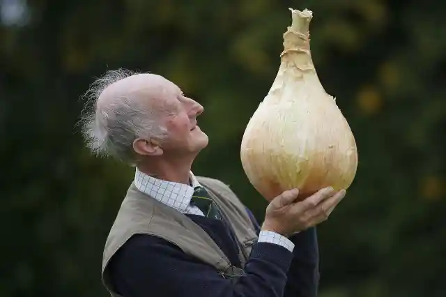 Heaviest Onion