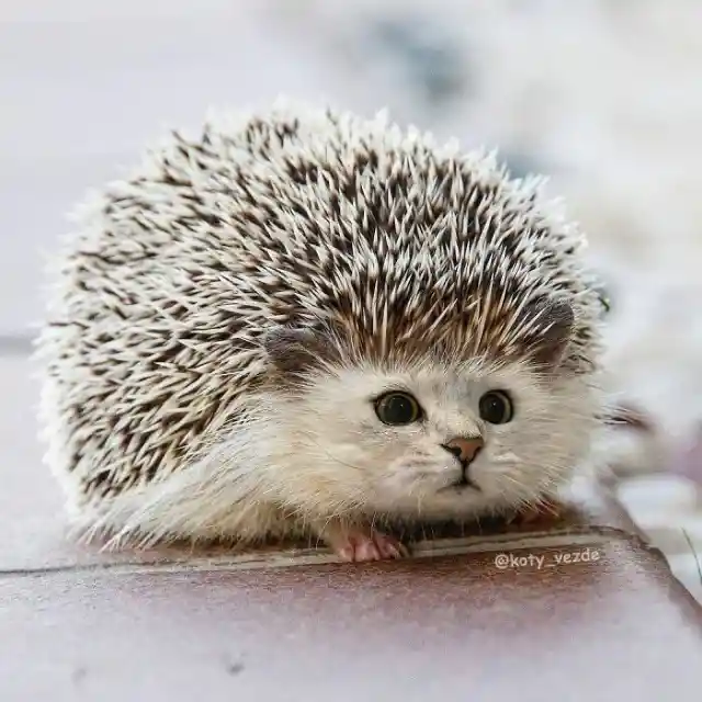 Another Hedgehog Cat