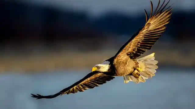 Bald Eagle's Shriek Has A Surprising Truth