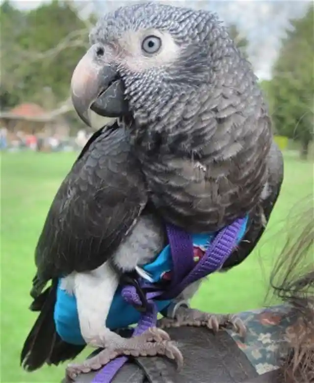 Wunsy The Guardian Parrot