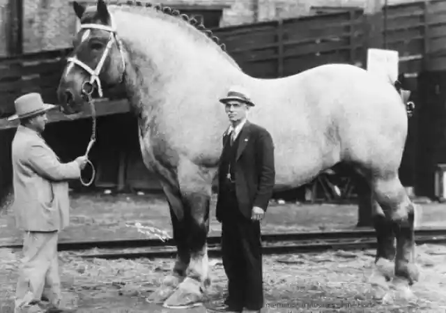 The Magnificent Horse, 1930.