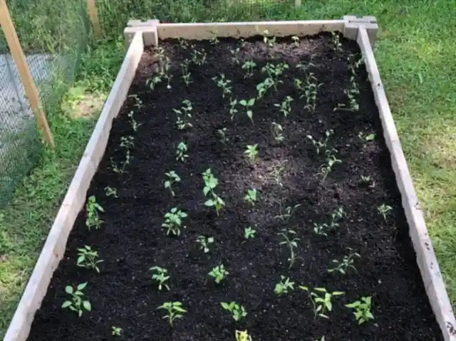 Spacing With Muffin Tin