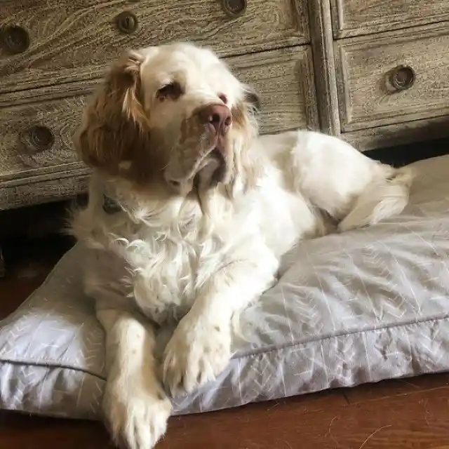 Clumber Spaniel