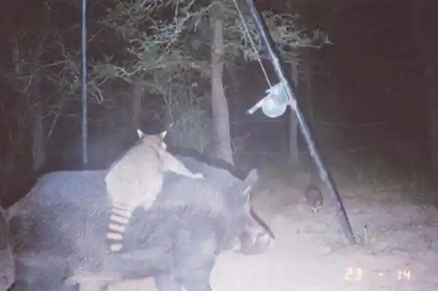 Raccoon’s Uber Is Here