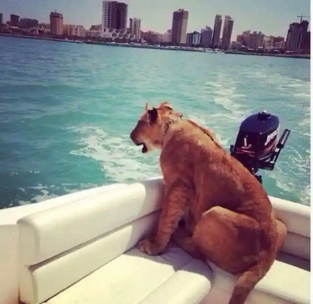 Lions Are Partners In Sailing