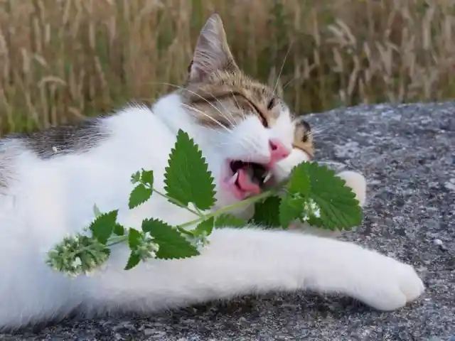 19. Getting buzzed on catnip