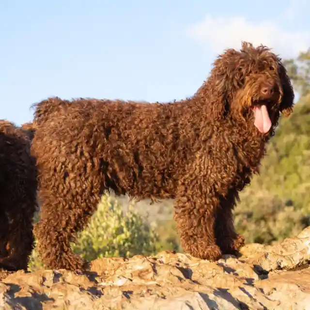 Spanish Water Dog