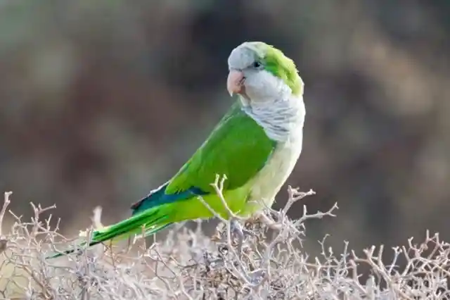 &nbsp;A Talkative Parrot